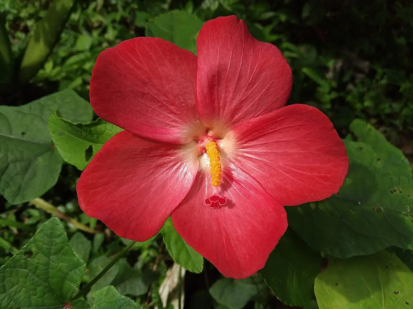 Abelmoschus Moschatus Flower 20220925 094700