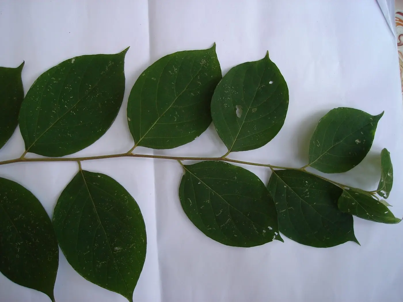 Cách mọc lá Styrax tonkinensis