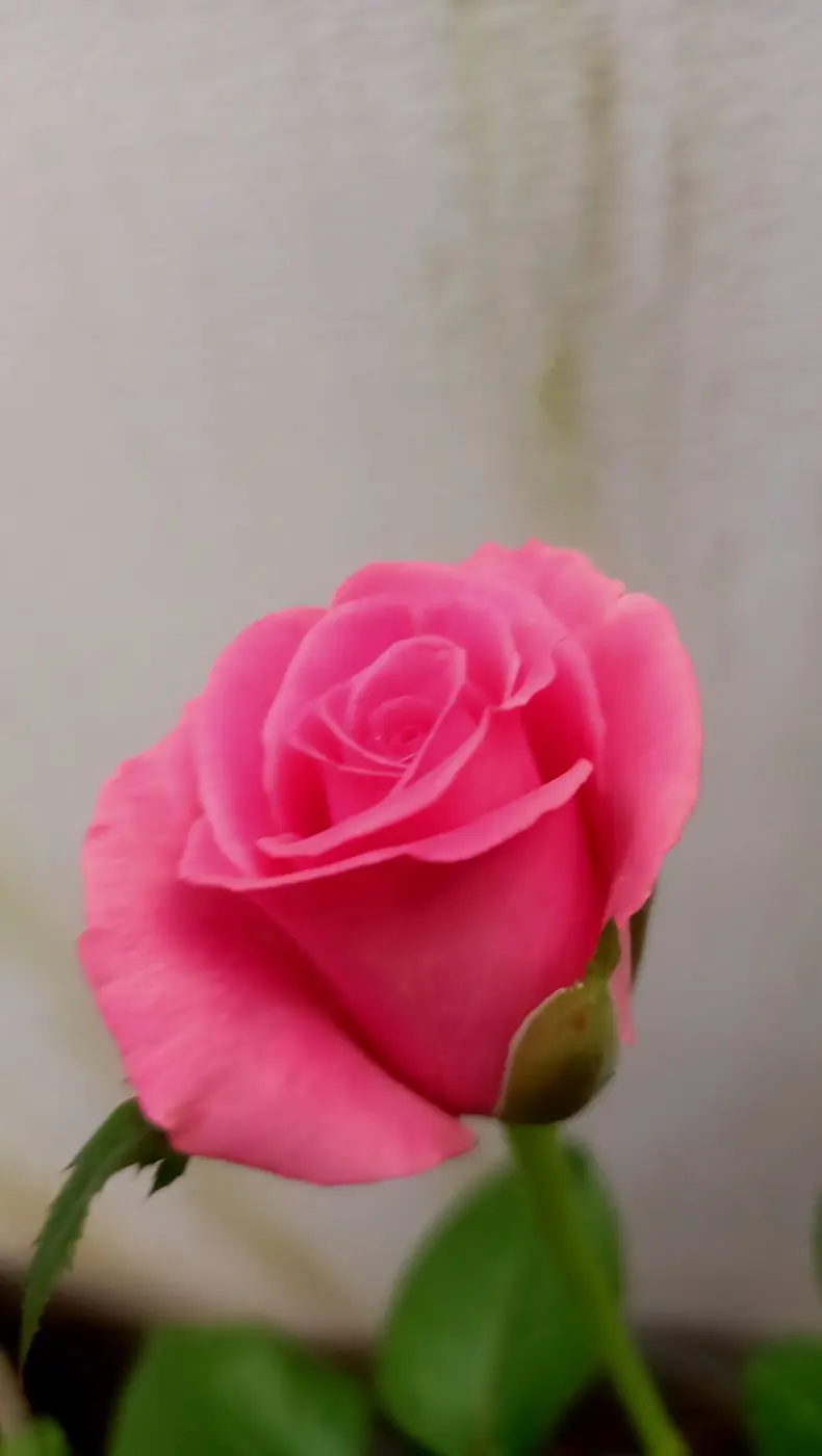 Bulgarian Rose Otto — reference photograph