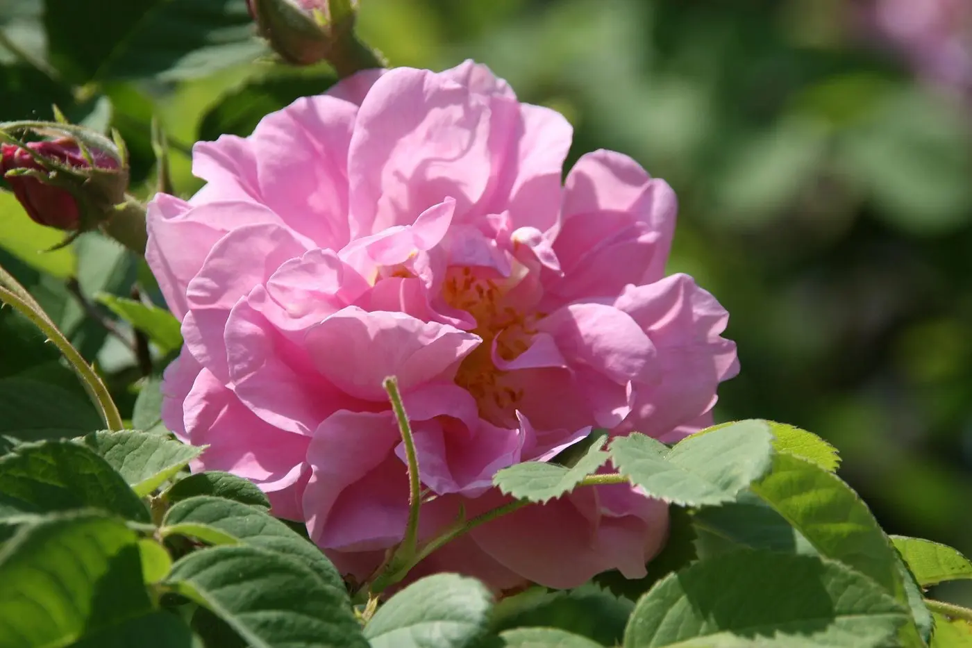 Rosa x damascena 0zz