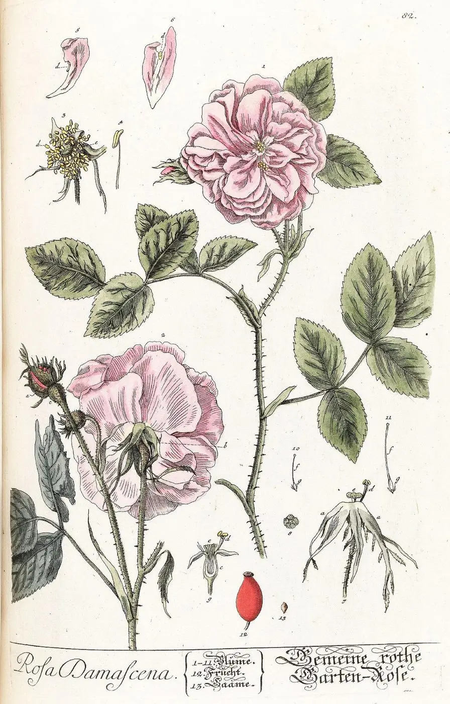 Blackwell E 1750 pl 82 Rosa damascena 4500px