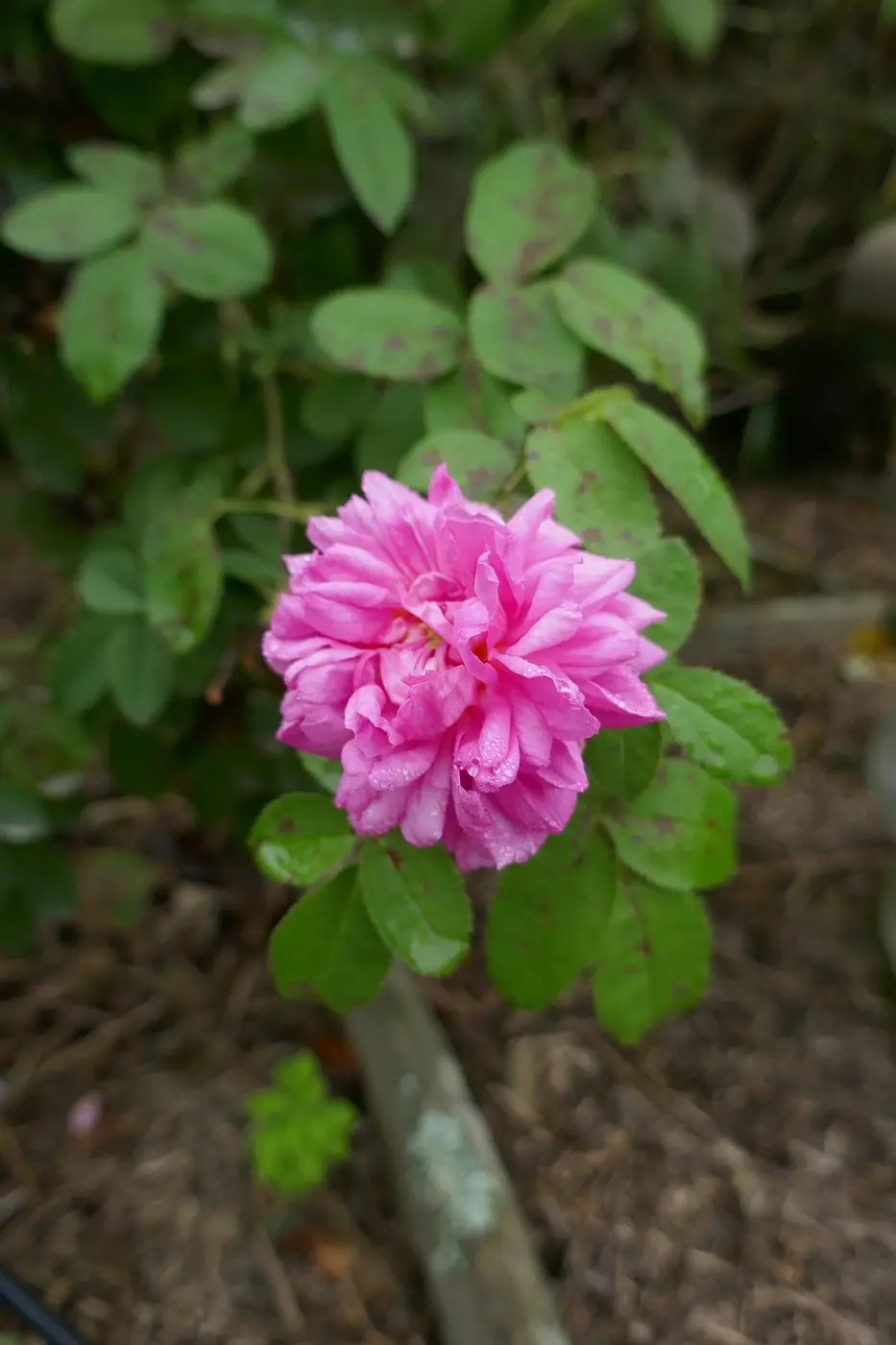 Rosa × damascena - Jardin botanique Yves Rocher