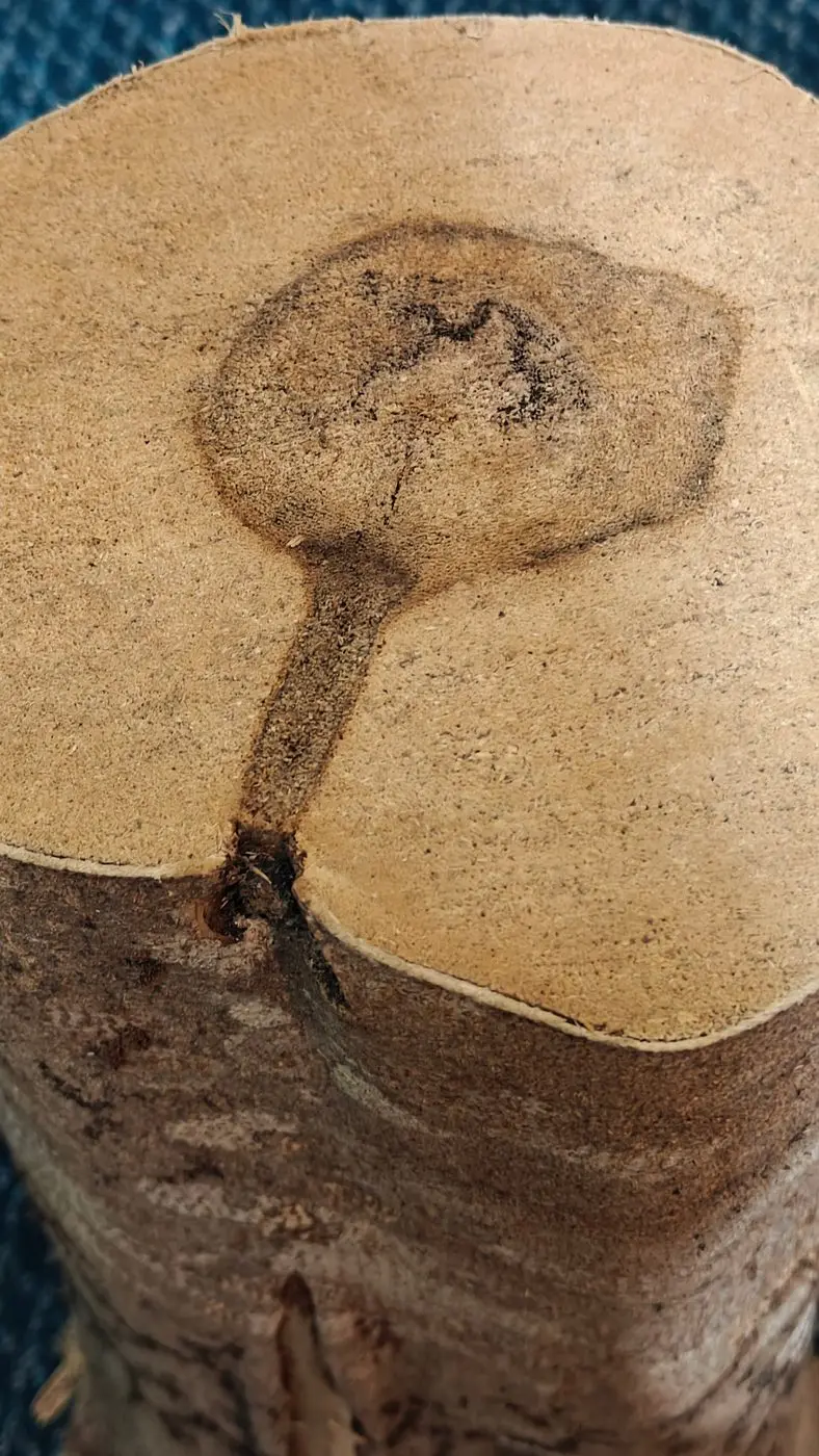 Cambodian Agarwood Chips — reference photograph