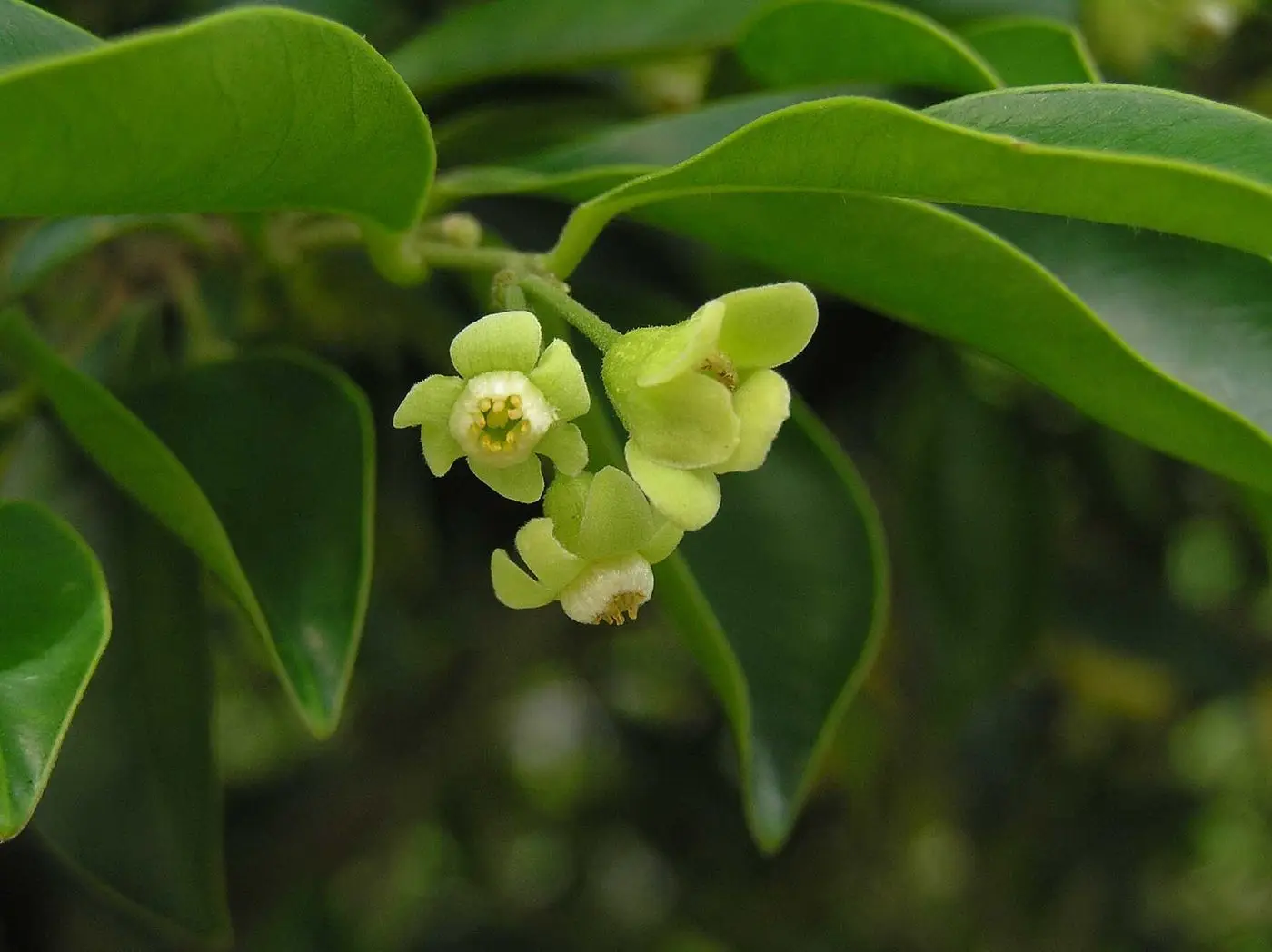 土沉香 Aquilaria sinensis -香港嘉道理農場 Kadoorie Farm, Hong Kong- (9219875117)