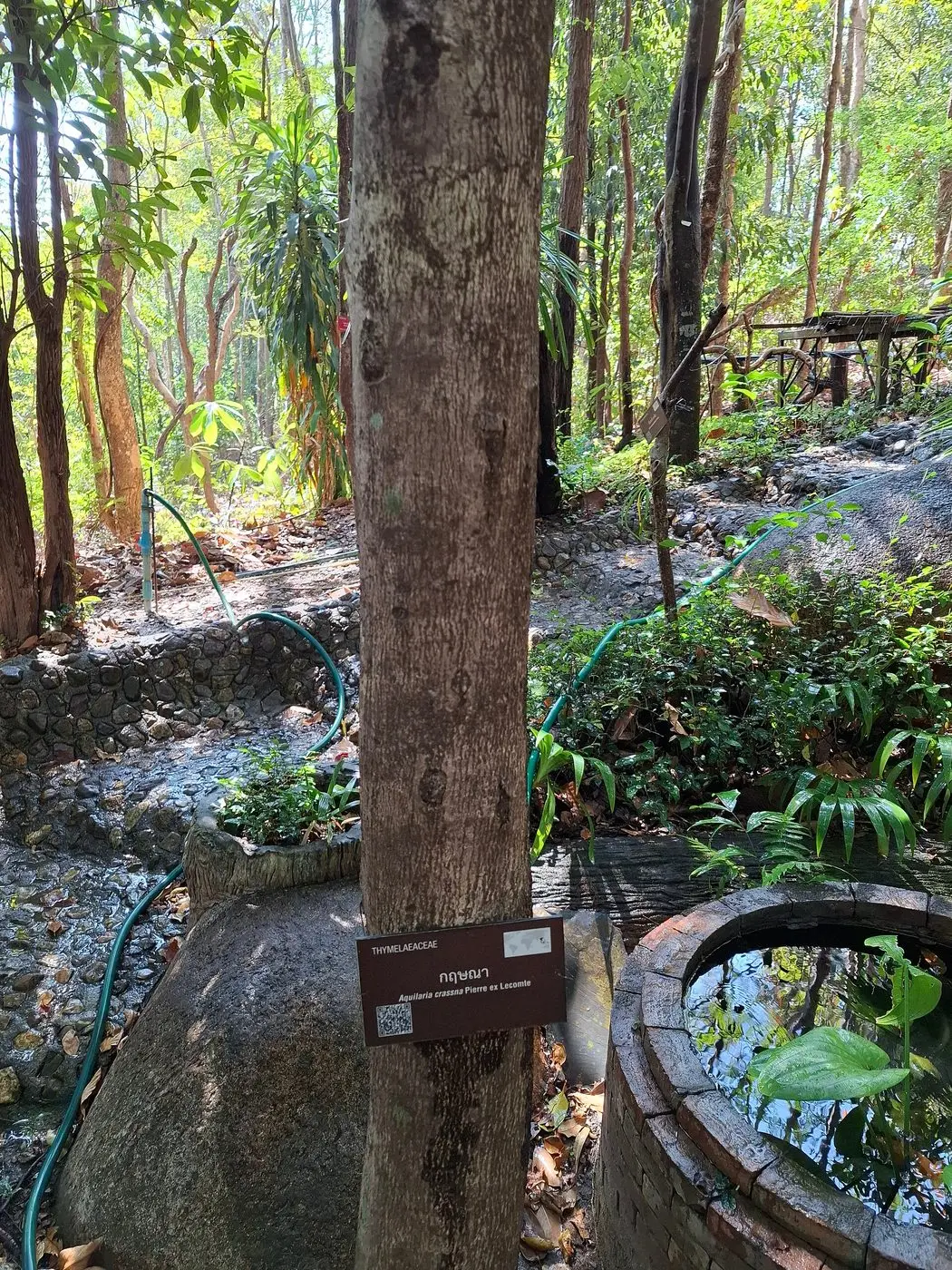 Aquilaria crassna 1 - Chiang Mai