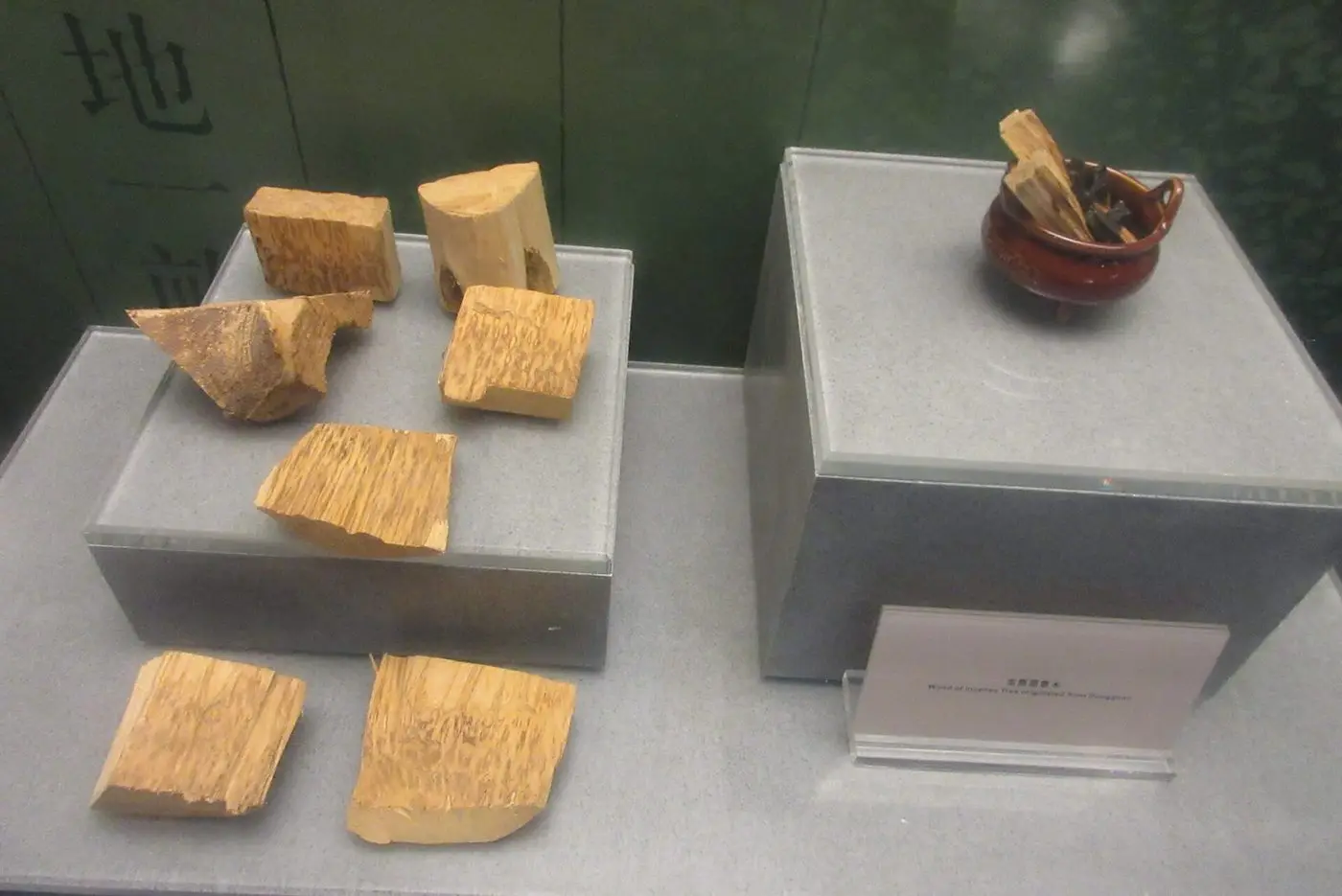 SZ Shenzhen Museum exhibit Aquilaria agallocha 沉香木 Agilawood 沉香屬 Aquilaria Nov 2017 IX1 01