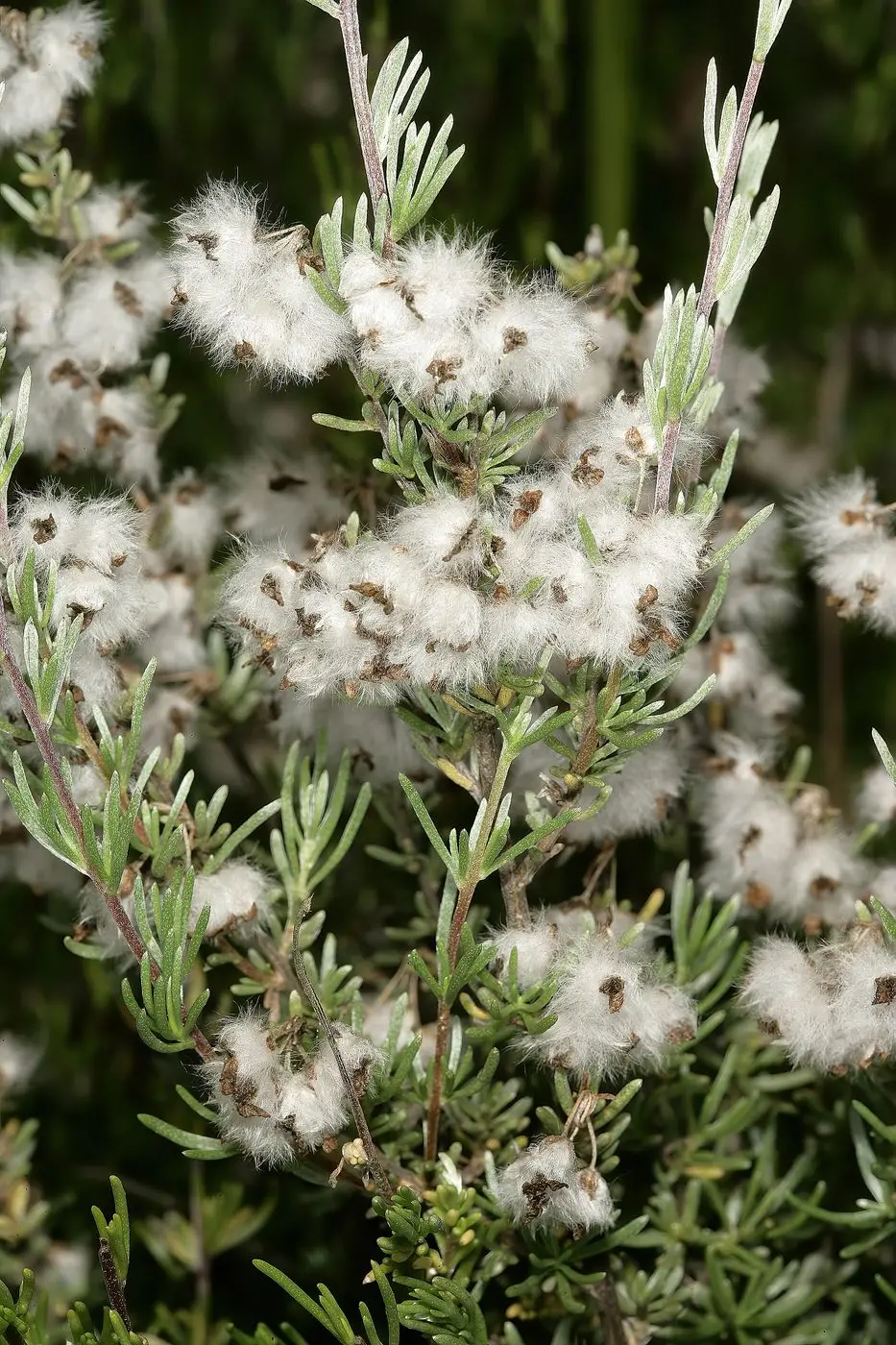Cape Chamomile Oil — reference photograph
