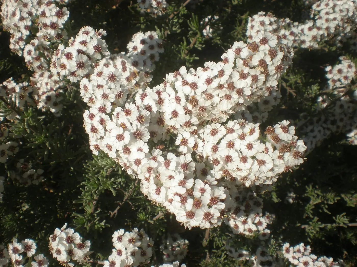Eriocephalus africanus 3c