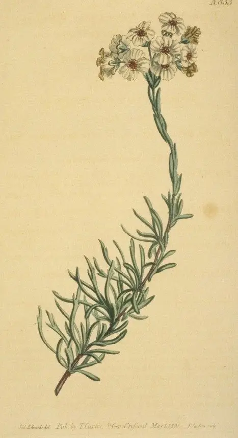 African Rosemary