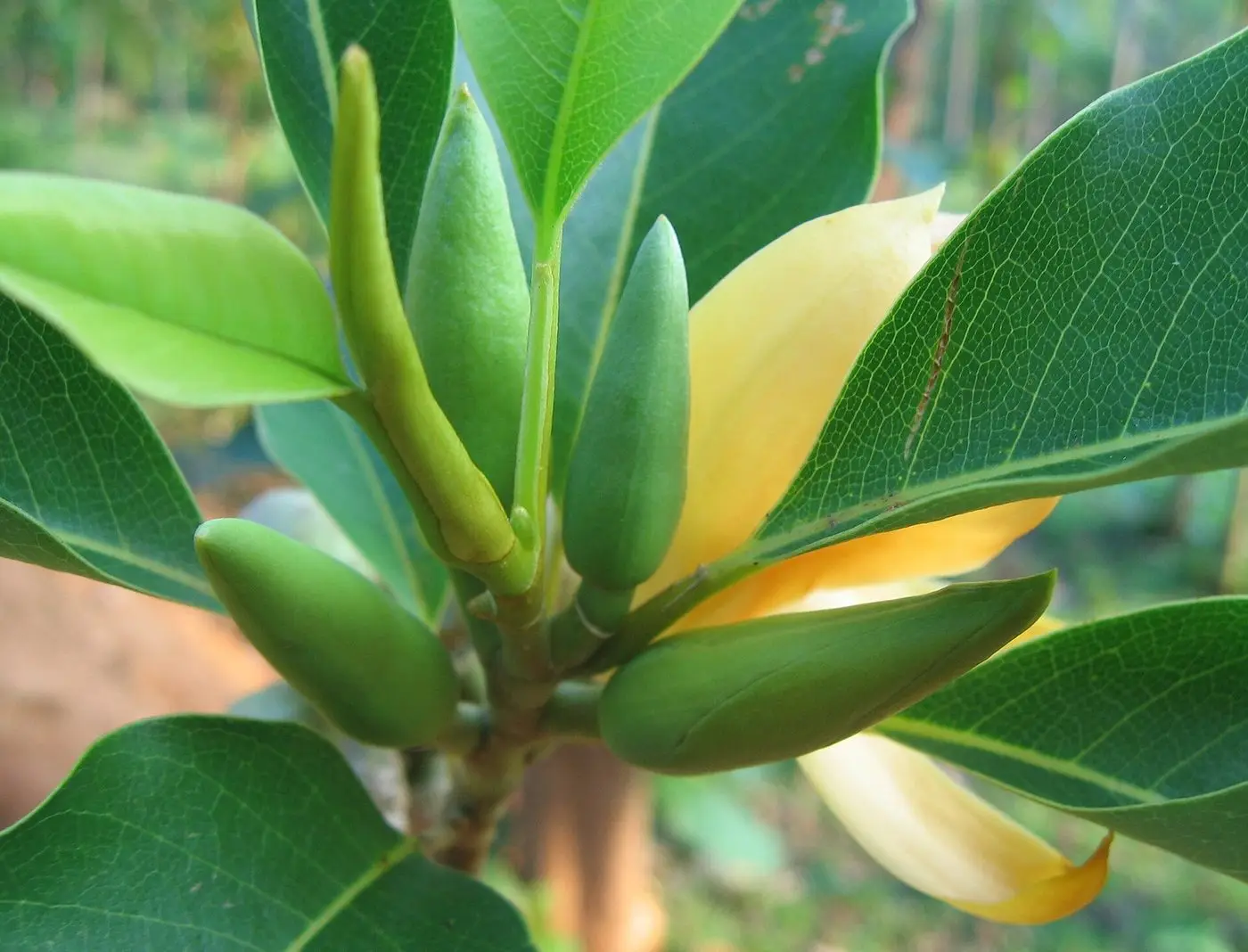 Magnolia champaca Buds