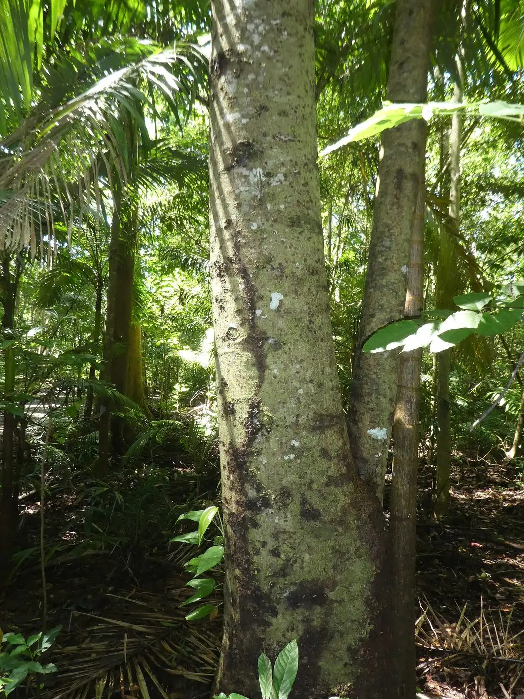 Ylang-Ylang Extra — reference photograph