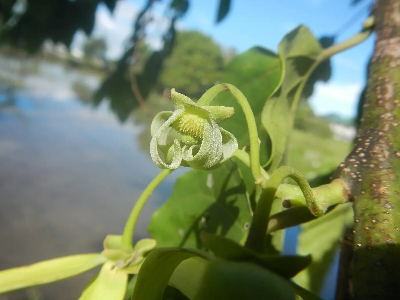 02442jfYlang-ylang Cananga odorata Bulacanfvf 03
