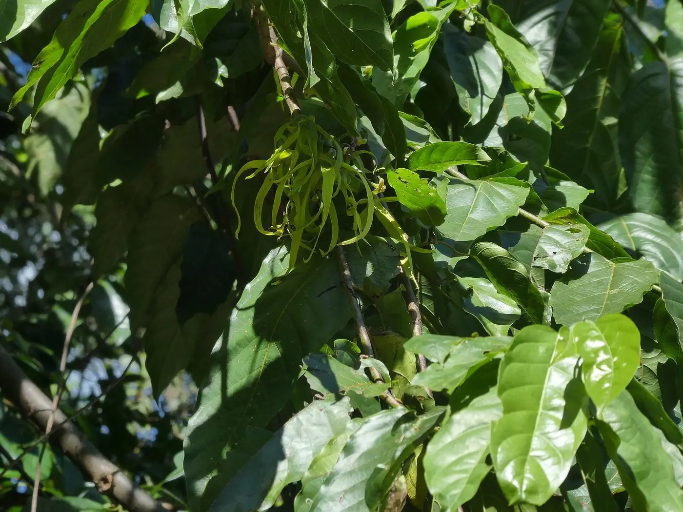 Cananga-odorata-SF23025-02