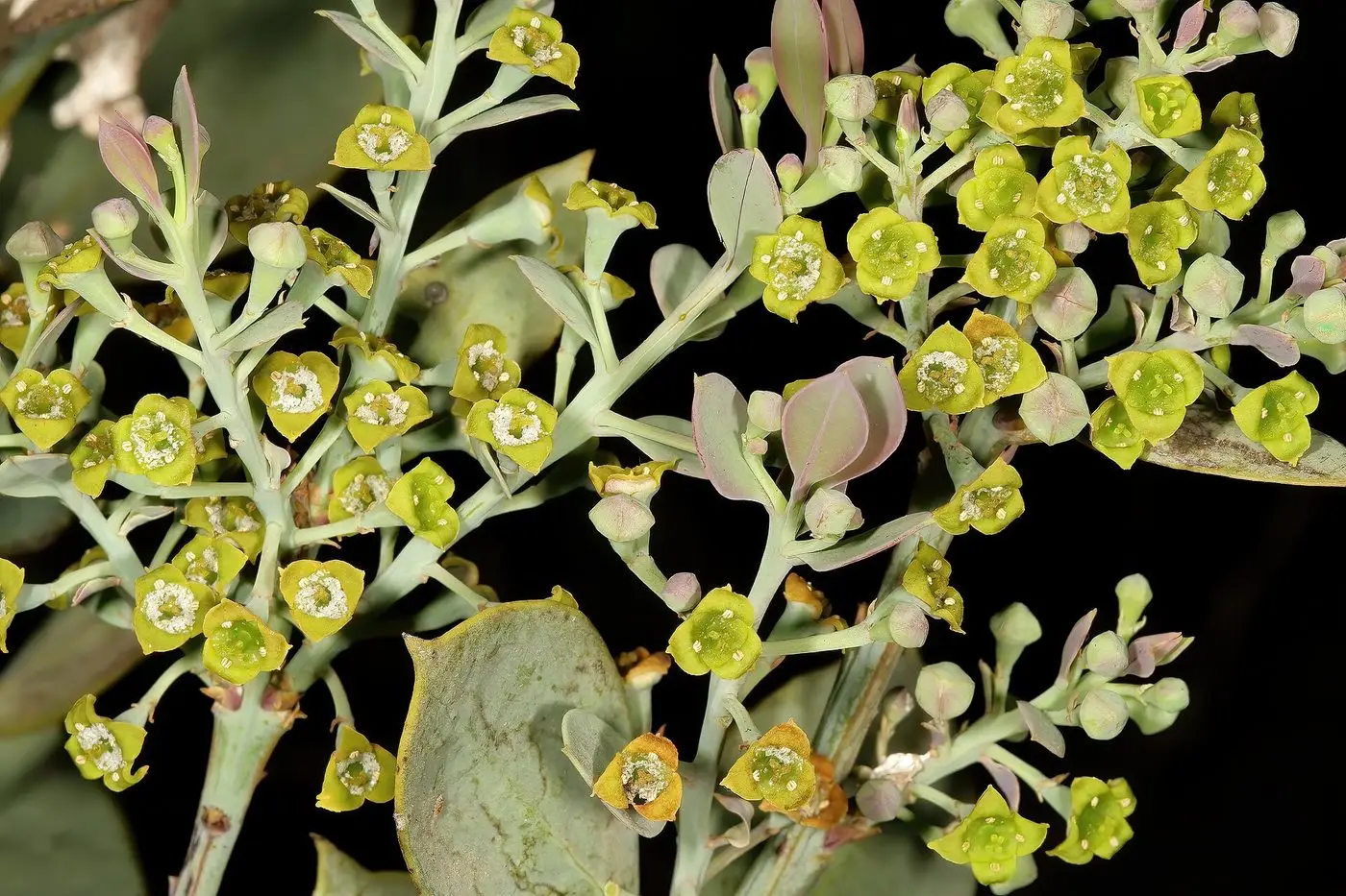 Osyris lanceolata 1DS-II 0804