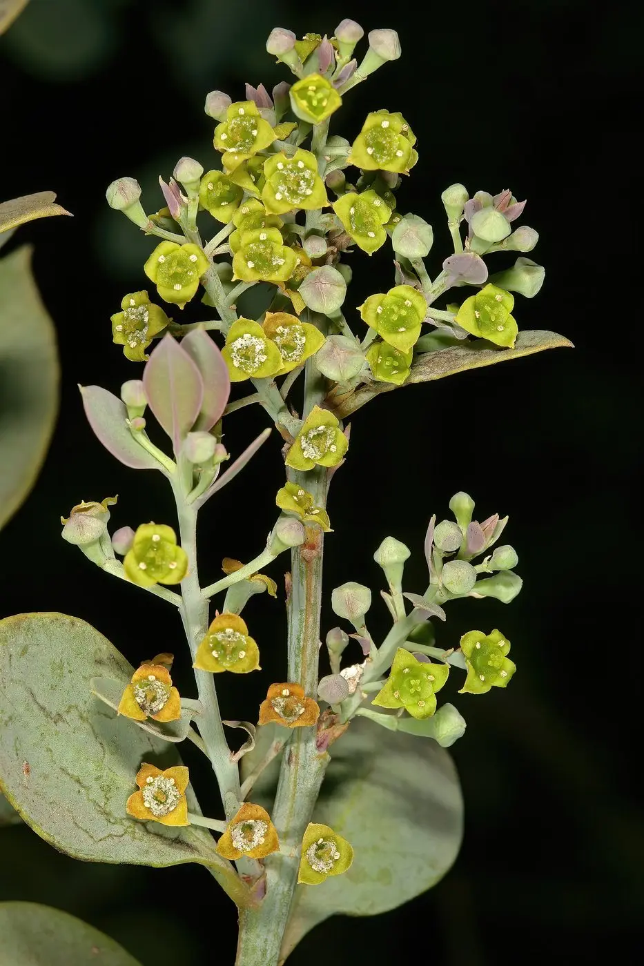 Osyris lanceolata 1DS-II 0800