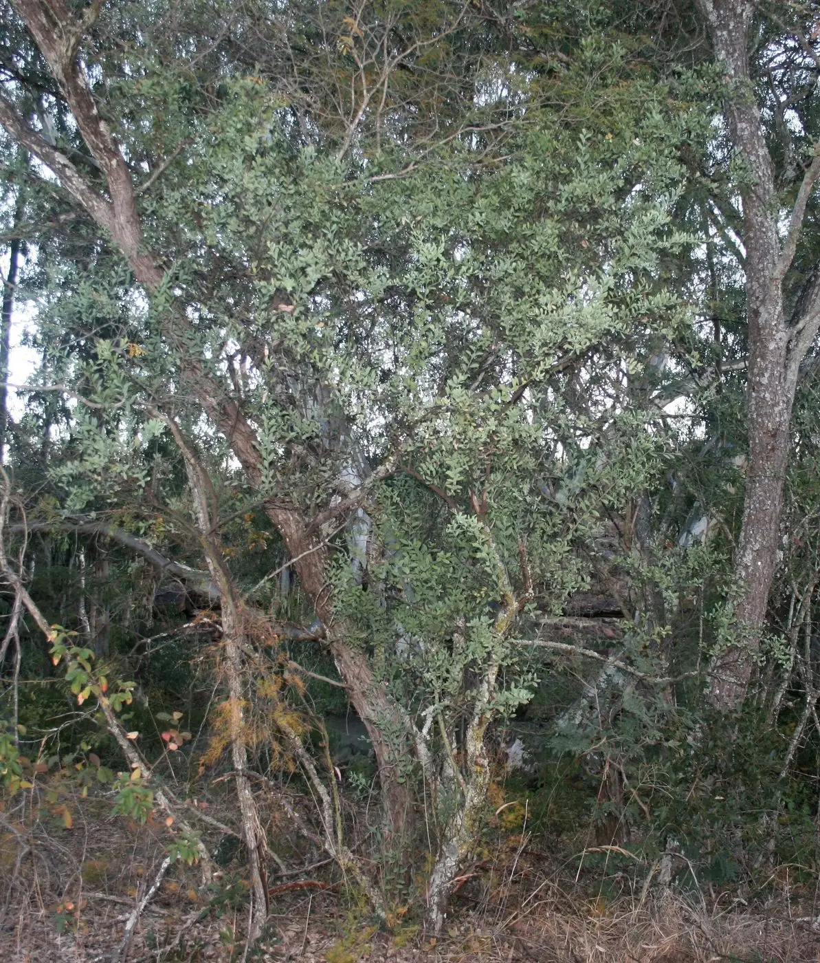 Osyris lanceolata, habitus, Waterberg Natuurpraal, a