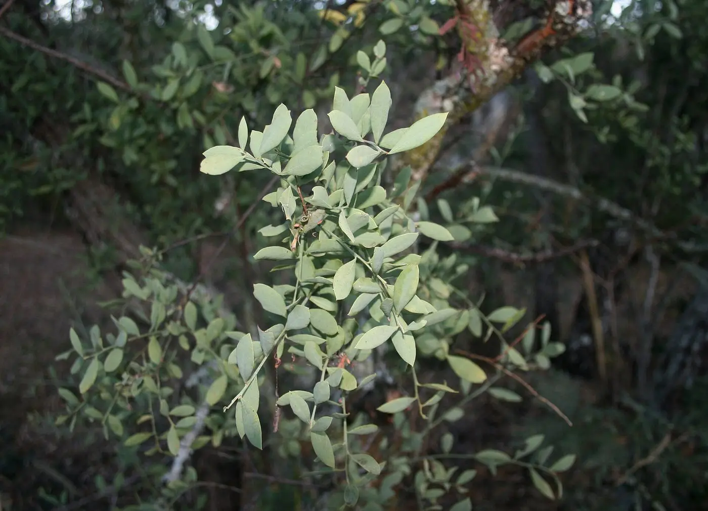 Osyris lanceolata, loof, Waterberg Natuurpraal, a