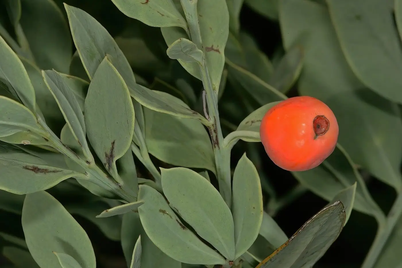 Osyris lanceolata 1DS-II 3-3816