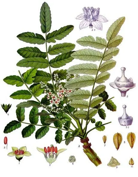 Boswellia sacra - Köhler–s Medizinal-Pflanzen-022