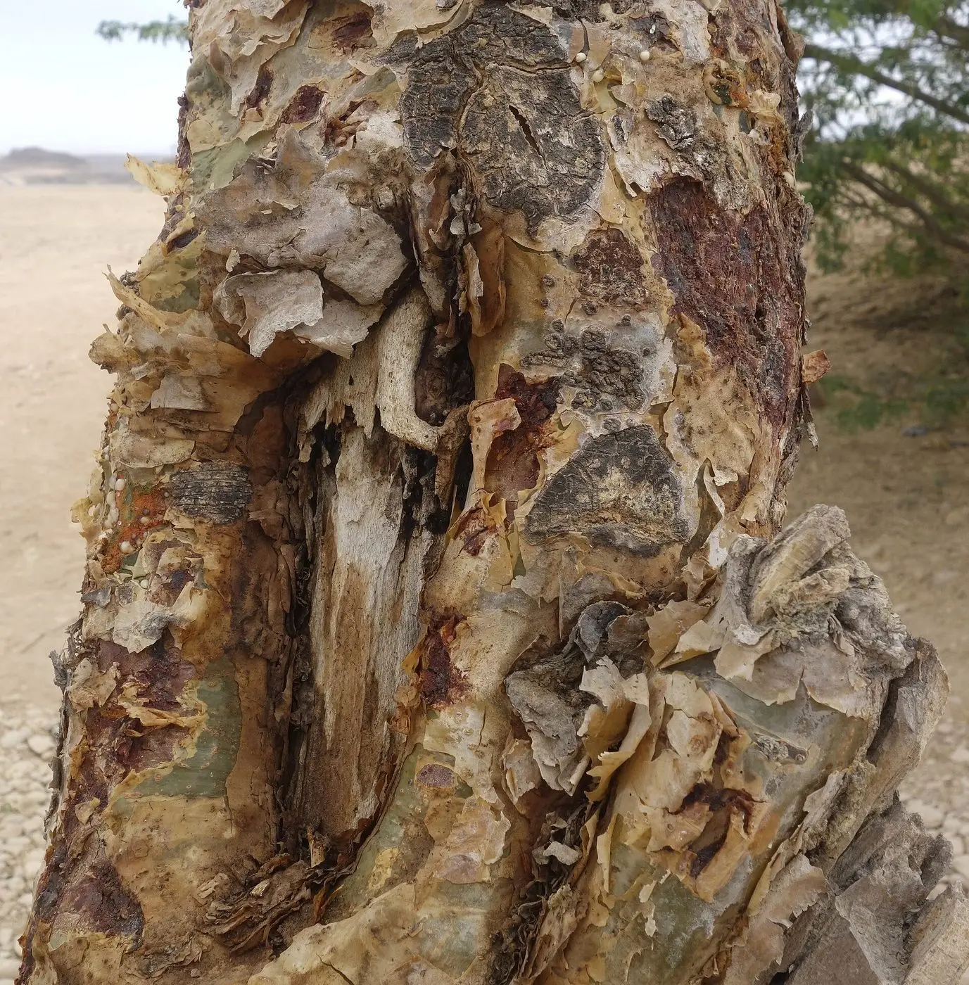 Boswellia sacra bark
