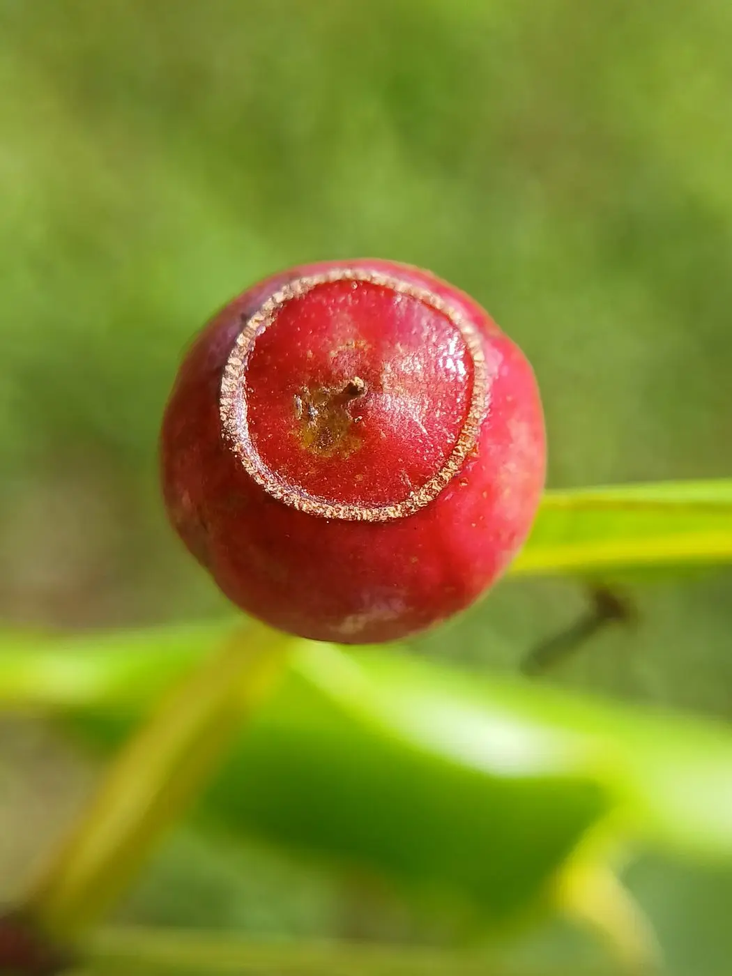 Indian Sandalwood Oil — reference photograph