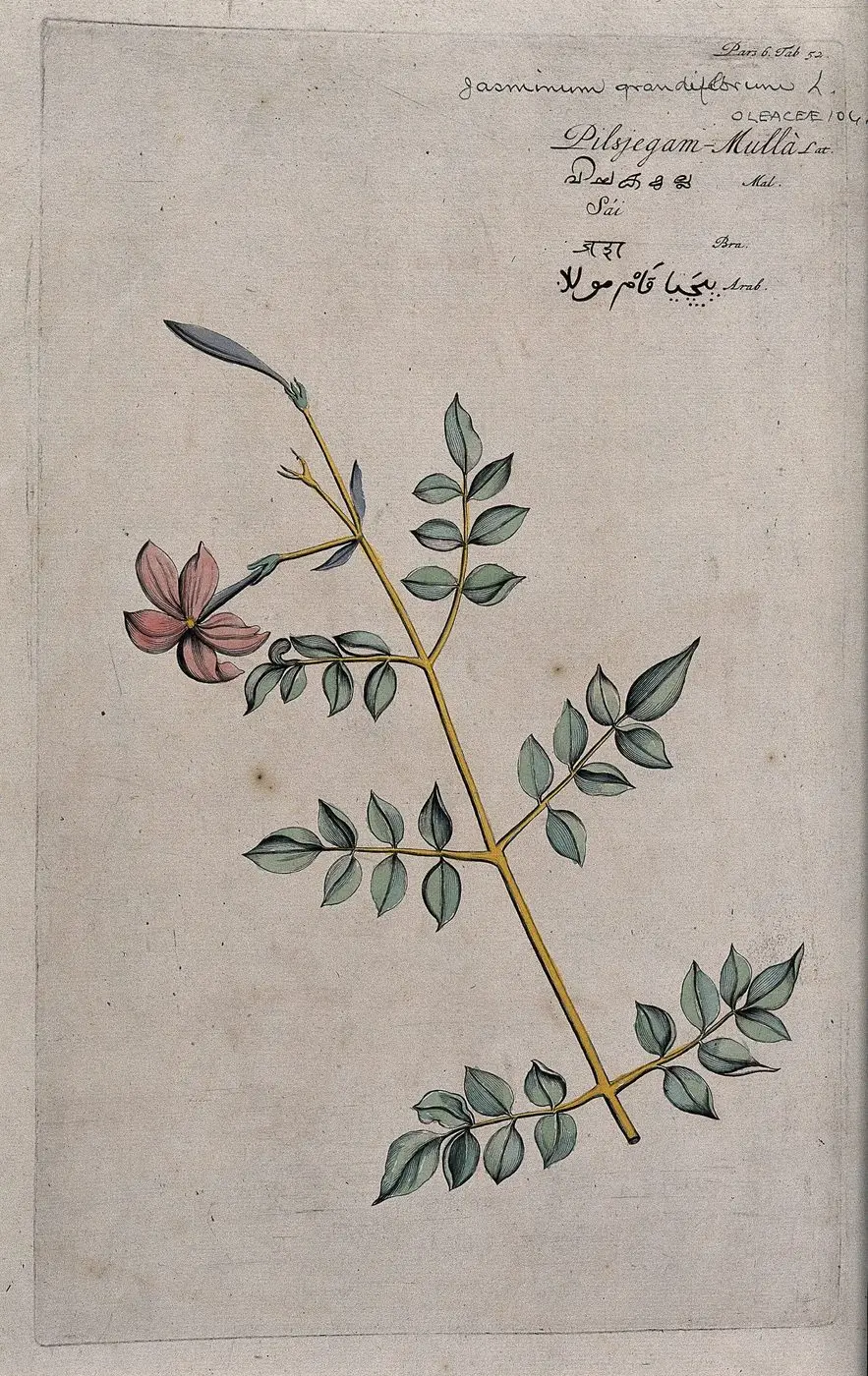 Jasmine Grandiflorum Absolute — reference photograph