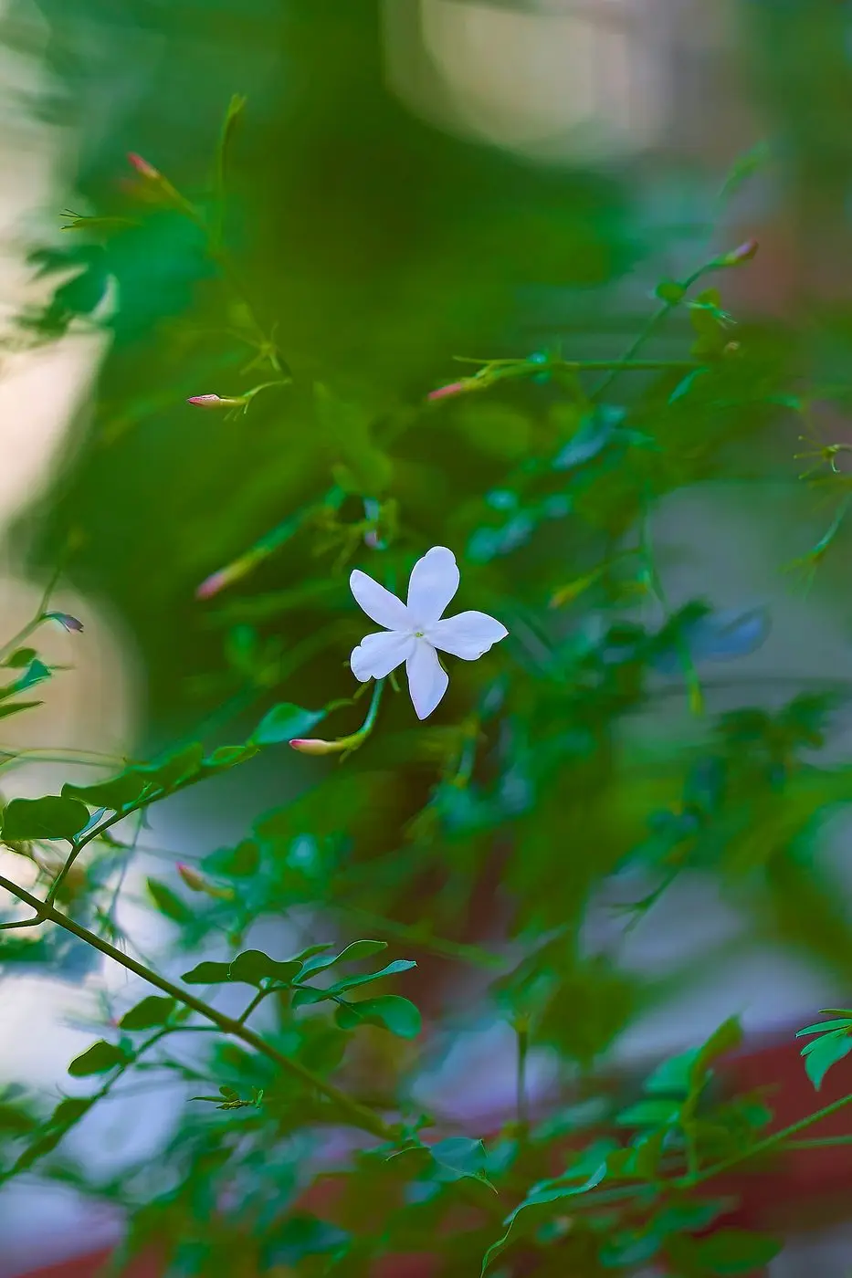 Spanish Jasmine (Jasminum grandiflorum) in Athens on September 9, 2023
