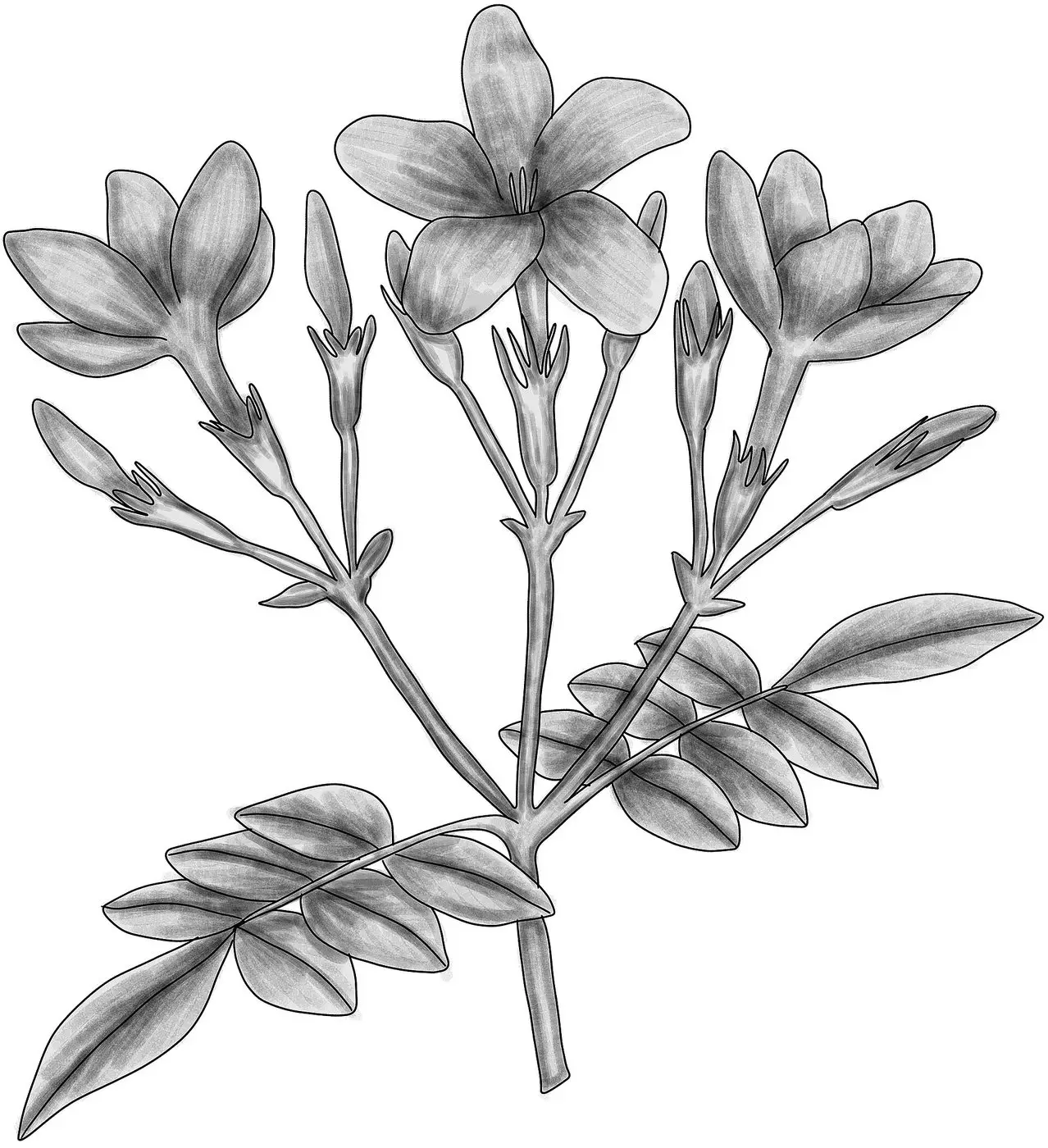 Jasminum grandiflorum BYN