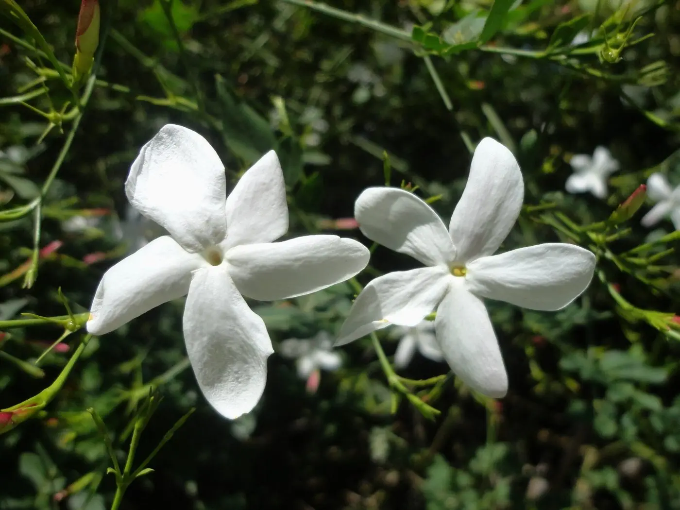 Jasminum grandiflorum (Oleaceae)