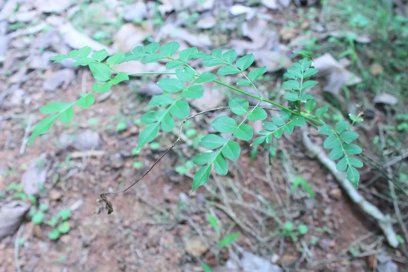 Jasminum grandiflorum 02