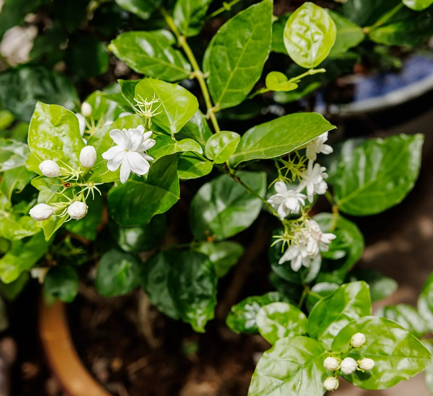 Jasminum sambac in China