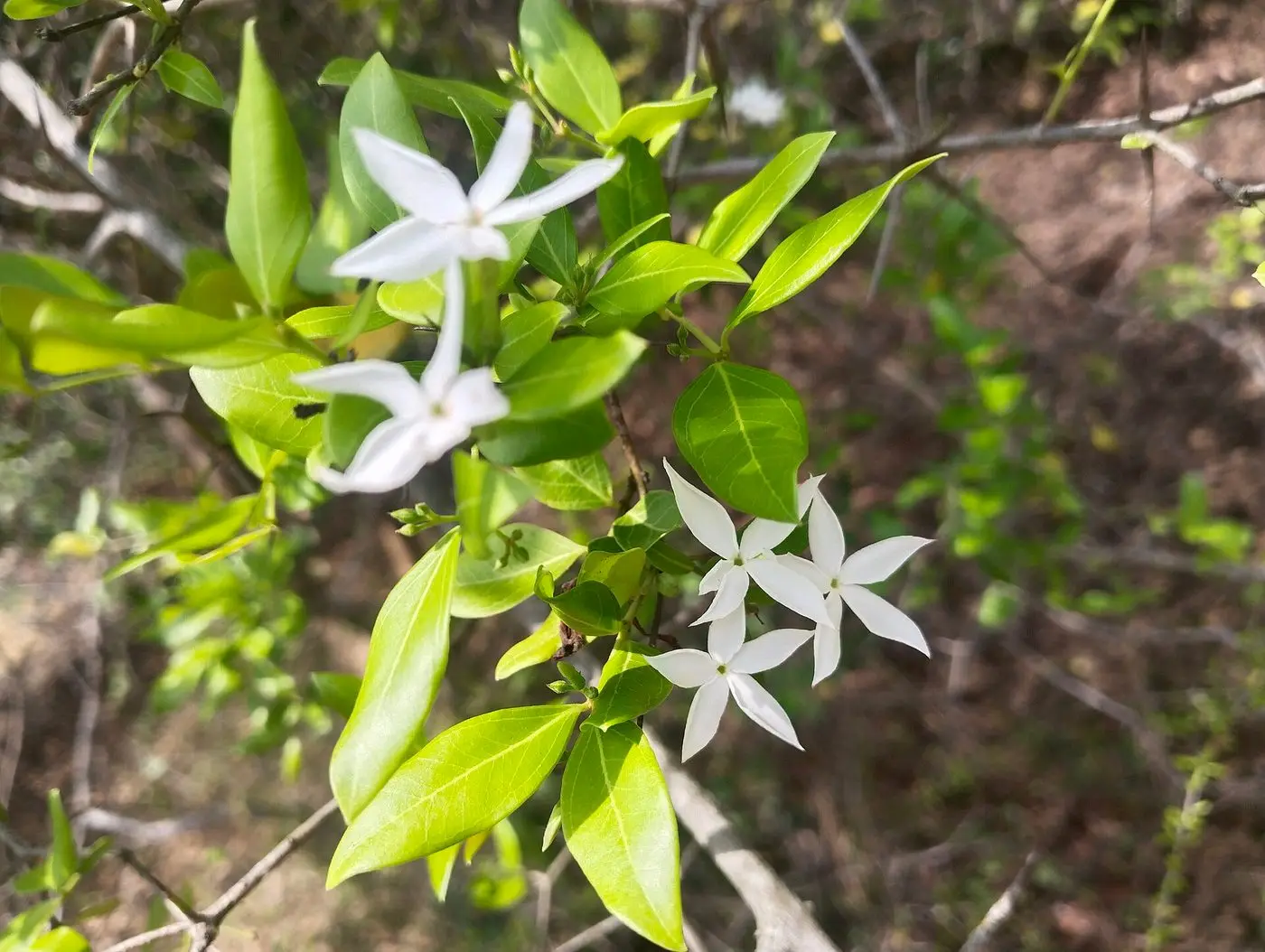 Jasminum sambac is a species of Jasmine native to tropical asia