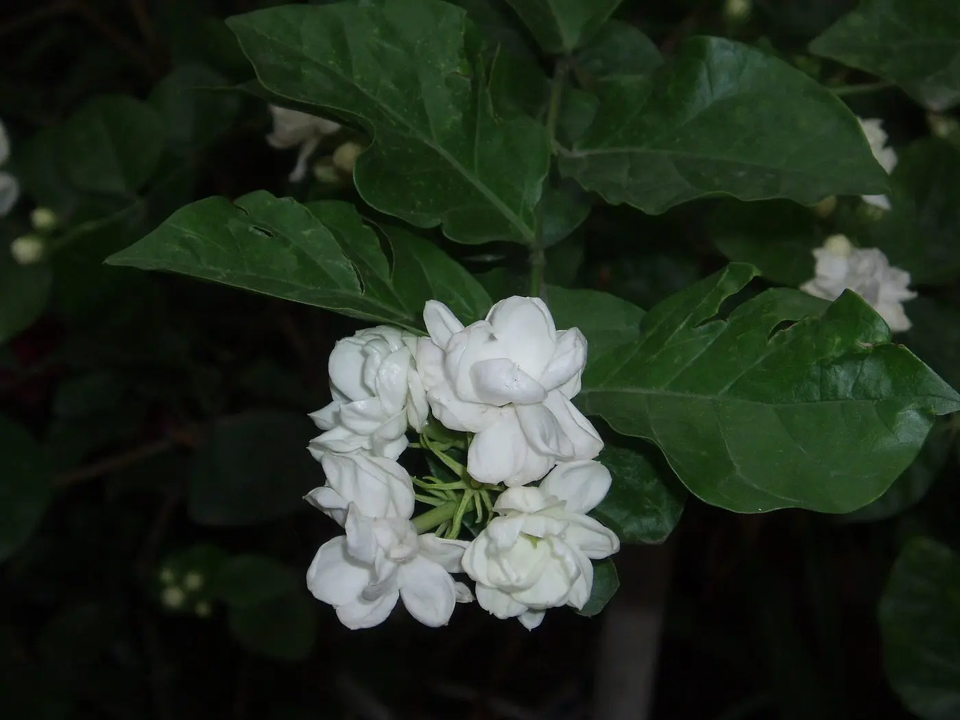 JasminumSambac