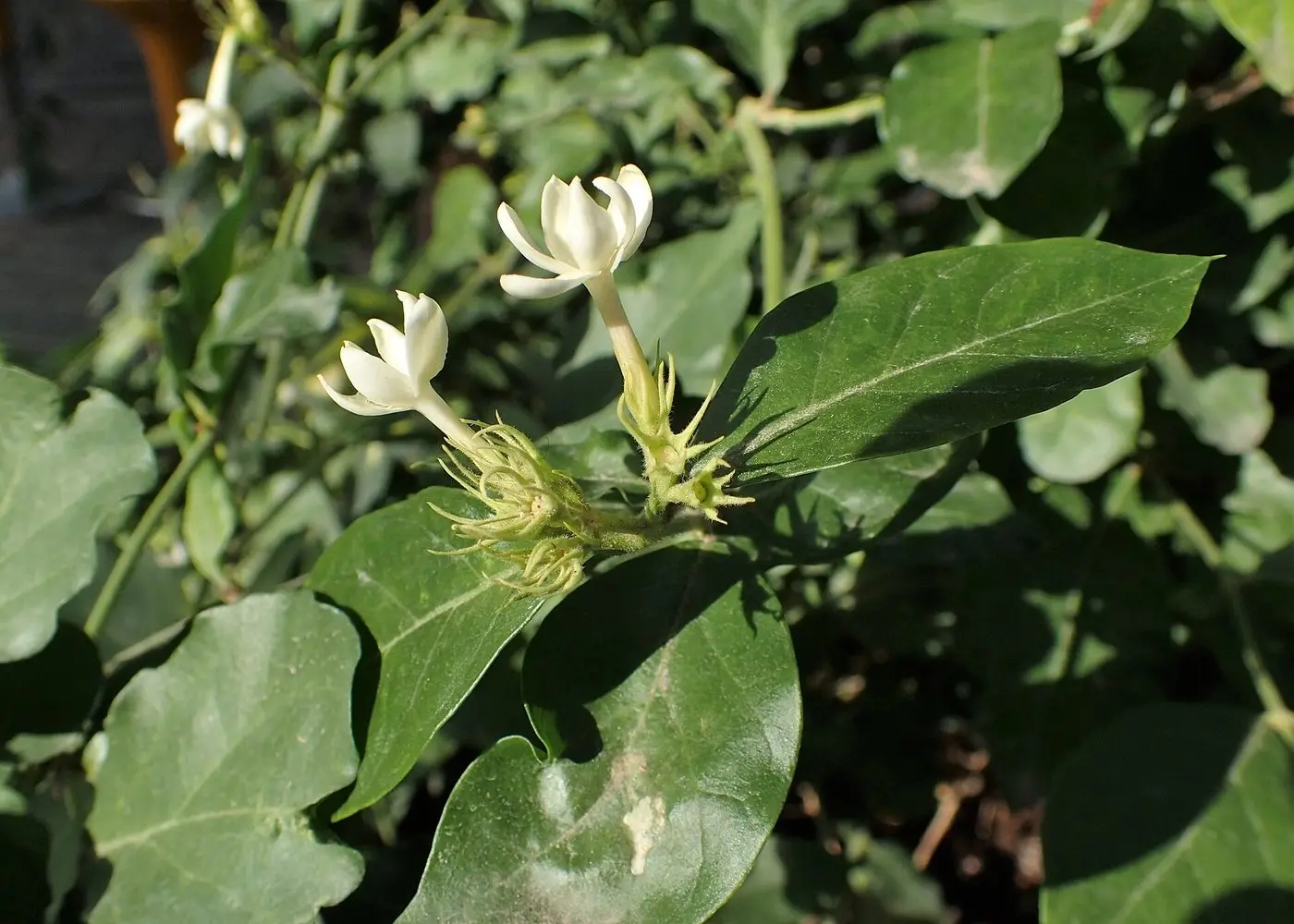 Jasminum sambac kz01