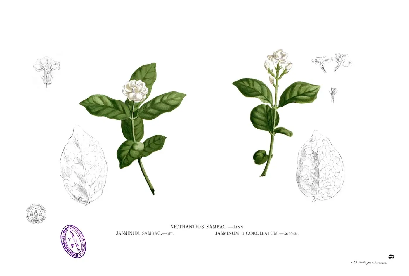 Jasminum sambac Blanco1.6