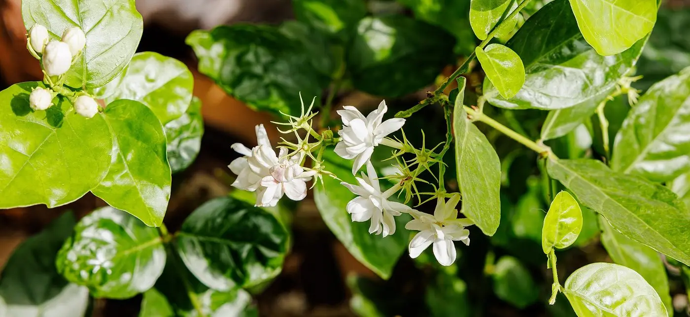 Jasminum sambac in China (2)