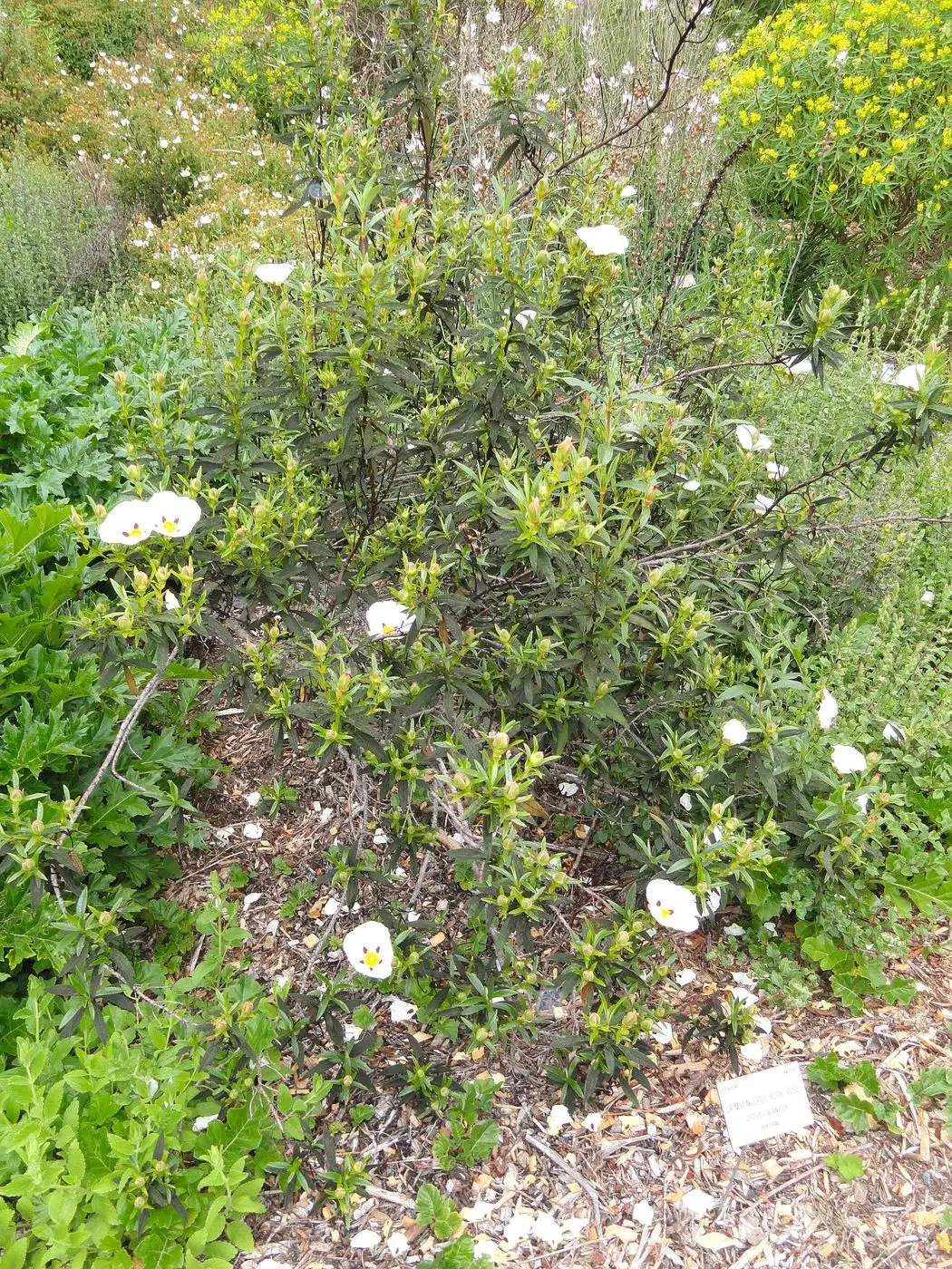 Cistus ladanifer - University of California Botanical Garden - DSC08906