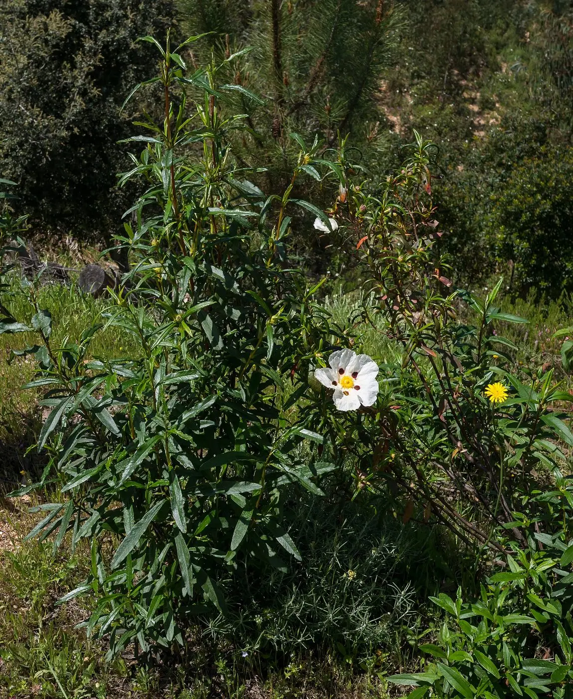 Aracena - Cistus ladanifer 01