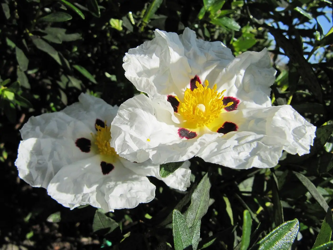 Ziestrose (Cistus ladanifer ssp. culcatus)