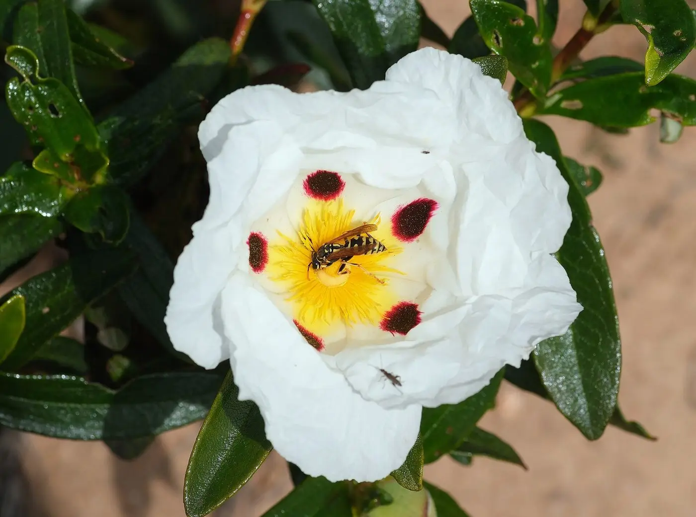Cistus ladanifer April 2026-1