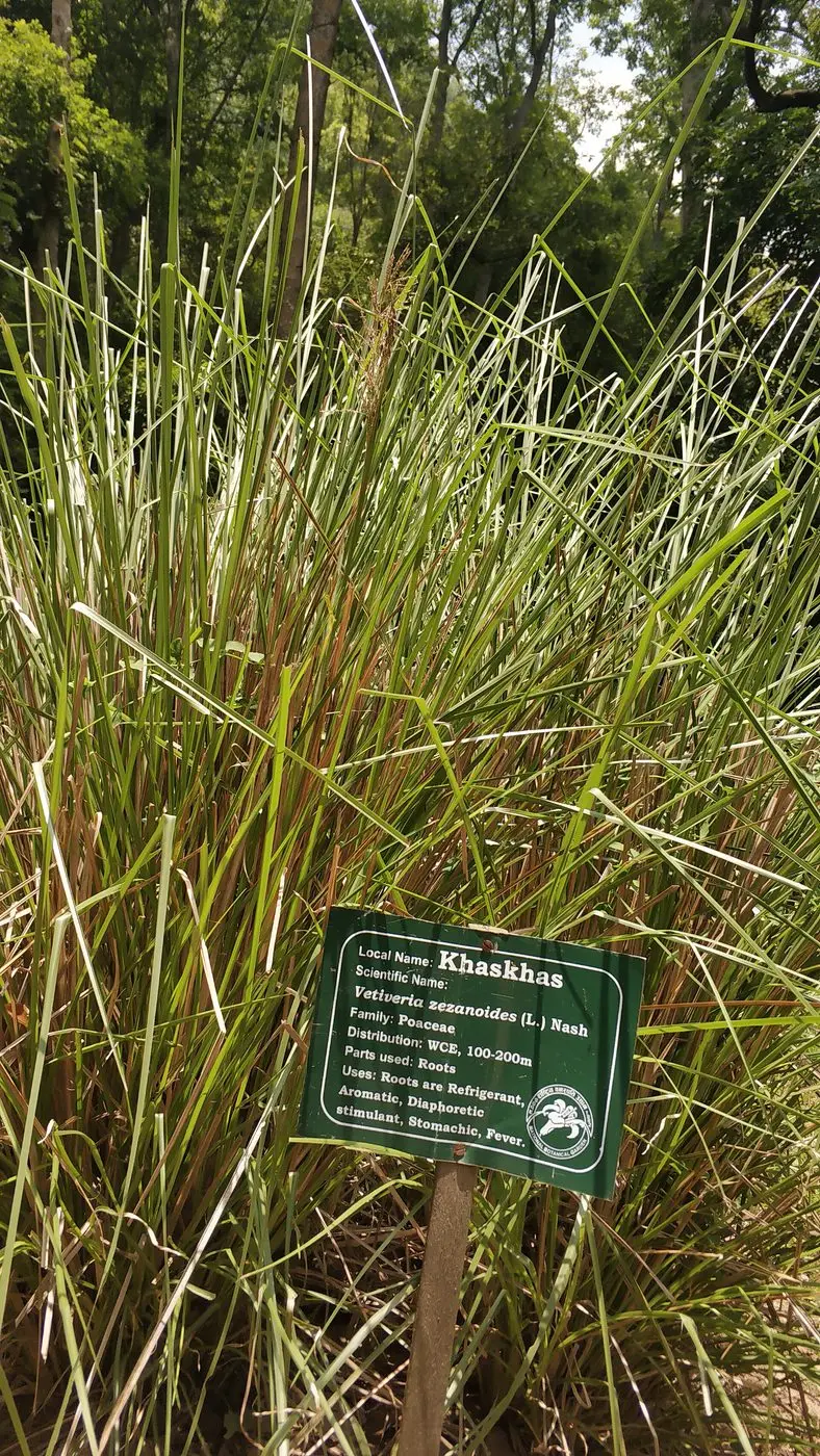 Dried Vetiver Root — reference photograph