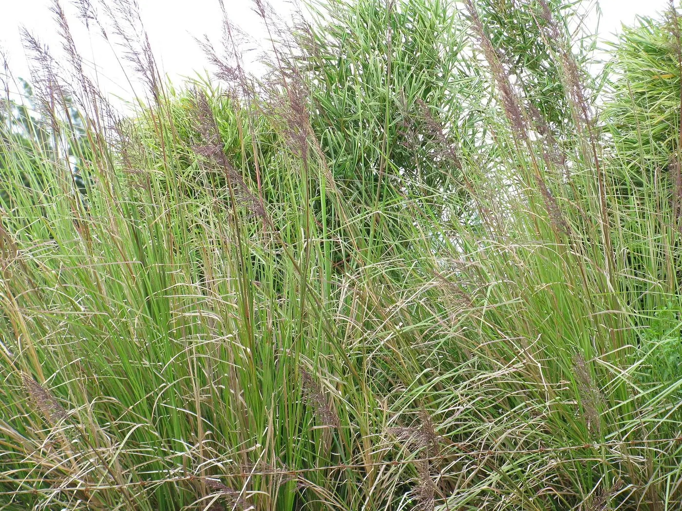 Chrysopogon zizanioides-seeding habit-Kokomo Haiku