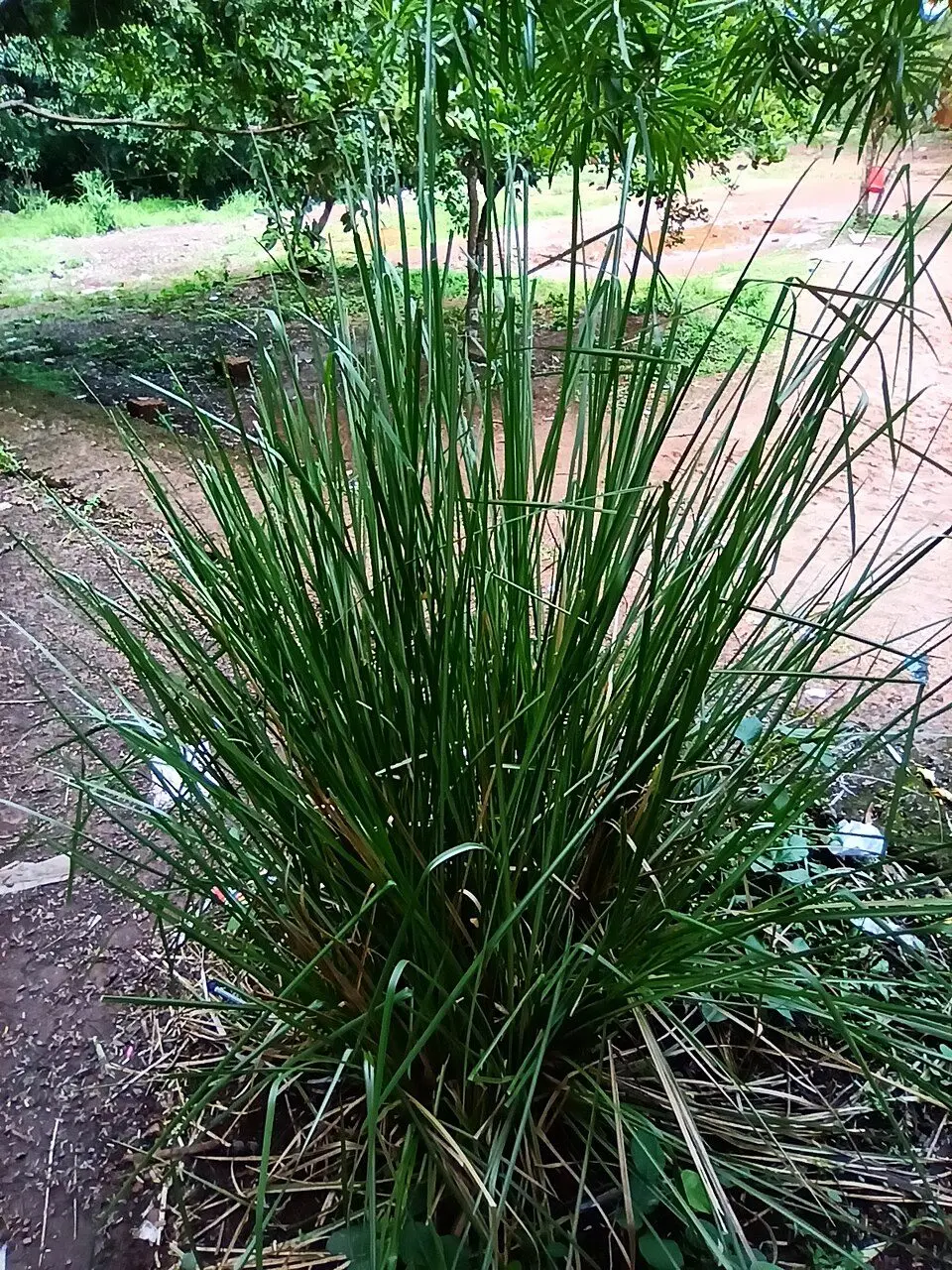 Chrysopogon zizanioides