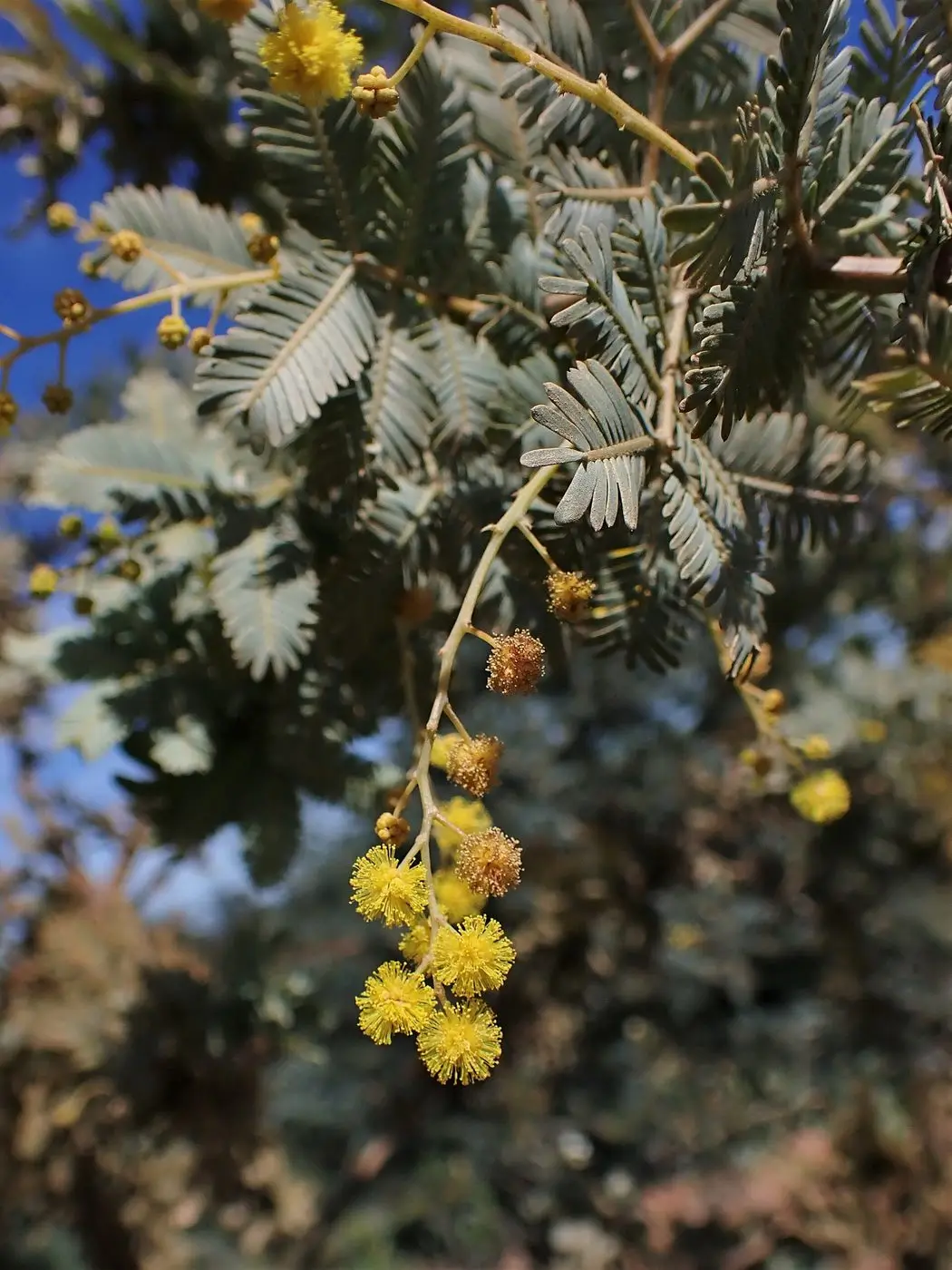 Acacia dealbata kz12