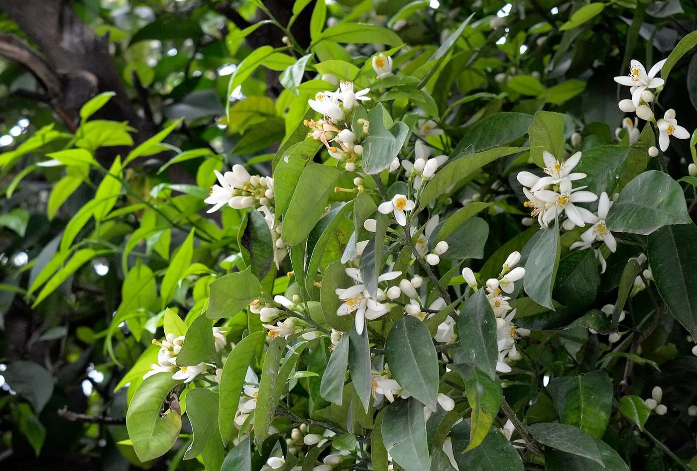 Turunç - Citrus aurantium 03