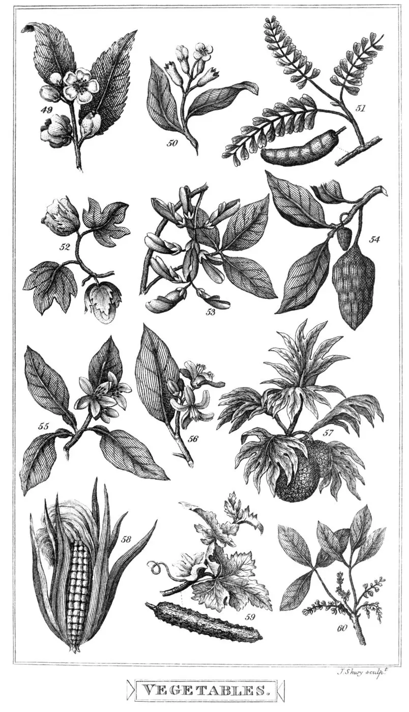 Moroccan Orange Blossom Absolute — reference photograph