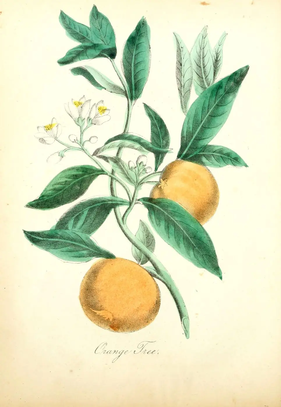 The American Flora. Vol. 1, 1855 - pl. 11 Citrus × aurantium (6022327482)