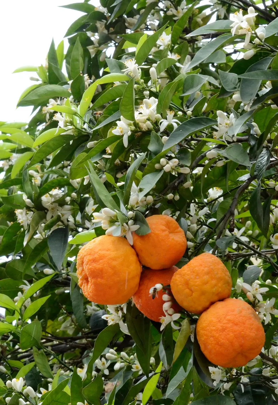 Turunç - Citrus aurantium 02
