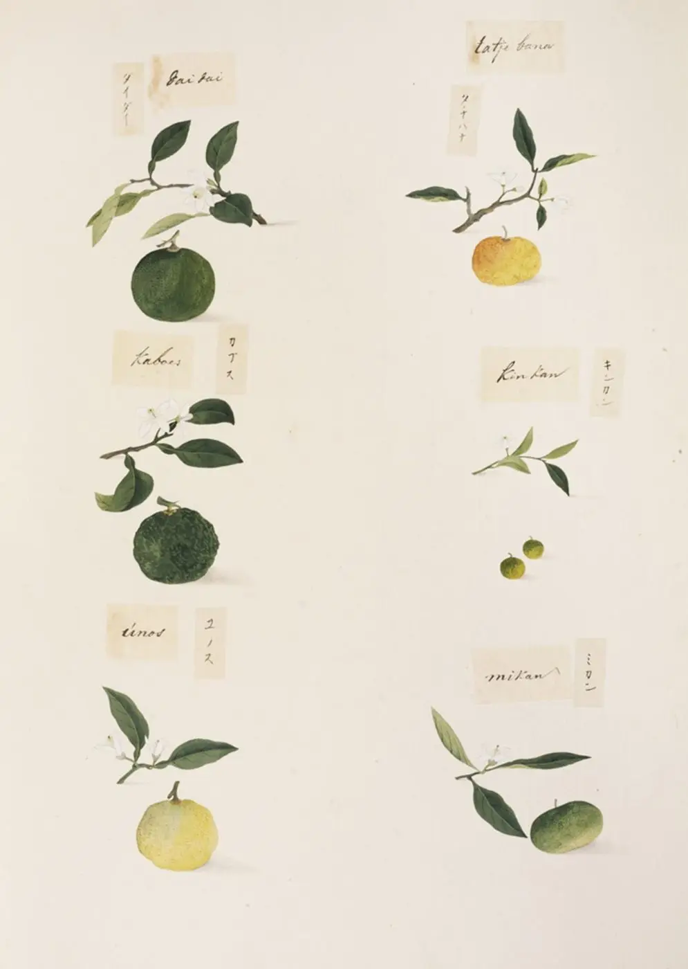Naturalis Biodiversity Center - RMNH.ART.335-Fortunella japonica-Citrus aurantium-Citrus sphaerocarpa-Citrus tachibana-Citrus junos-Citrus unshiu-Yūshi Ishizaki- Cock Blomhoff Collection -pencil drawing-water colour