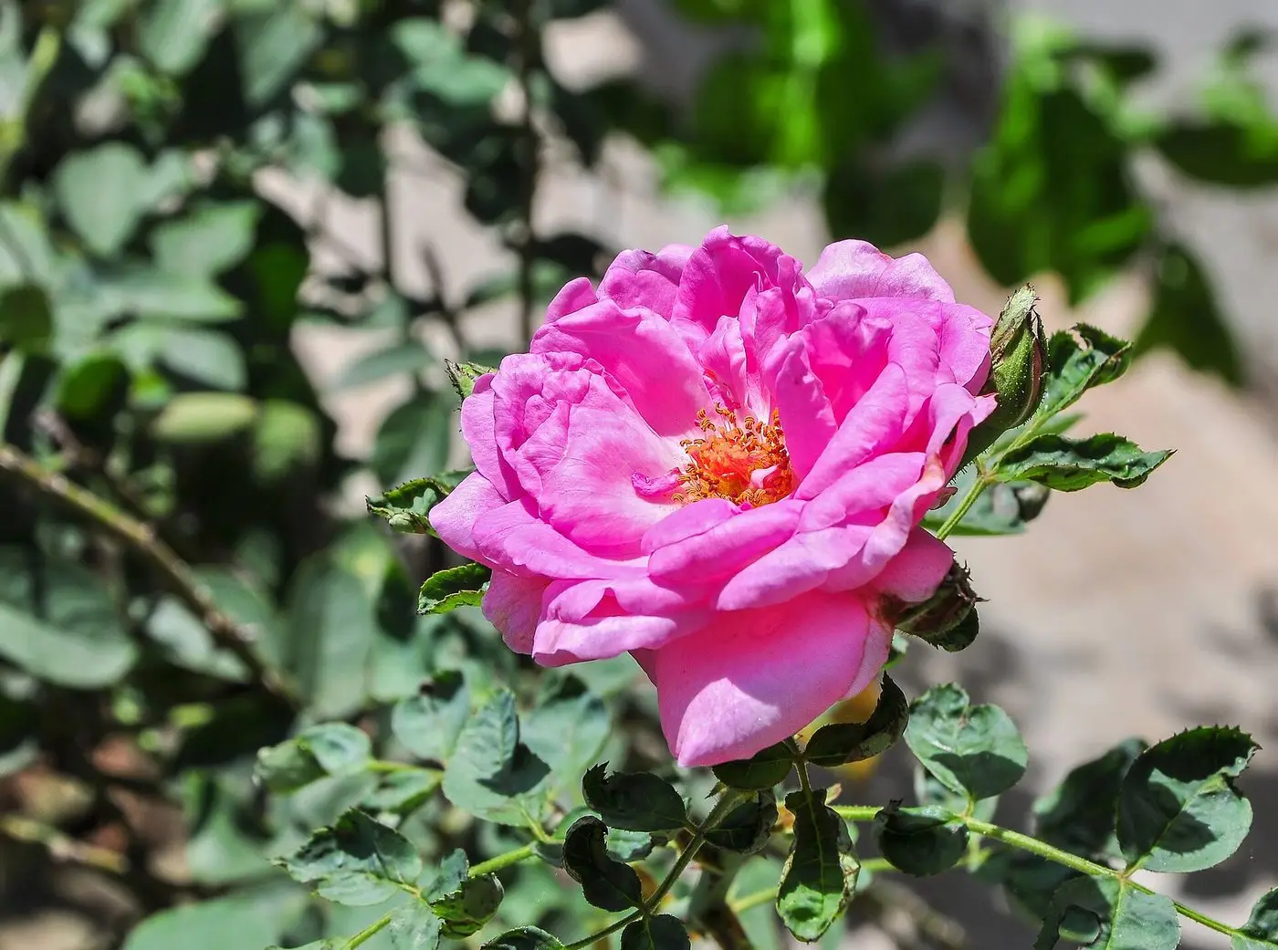 Rosa × centifolia 30072013